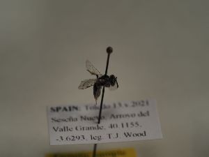 (Andrena tenuistriata - TJW_243)  @11 [ ] nrr (2021) Unspecified Thomas Wood