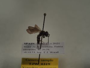  (Andrena vetula - TJW_319)  @11 [ ] nrr (2021) Unspecified Thomas Wood