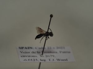  (Andrena verticalis - TJW_320)  @11 [ ] nrr (2021) Unspecified Thomas Wood