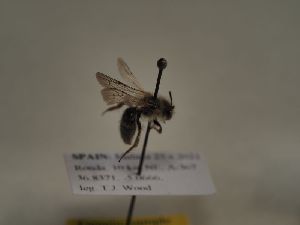  (Andrena truncatilabris - TJW_333)  @11 [ ] nrr (2021) Unspecified Thomas Wood