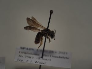  (Andrena hystrix - TJW_348)  @11 [ ] nrr (2021) Unspecified Thomas Wood
