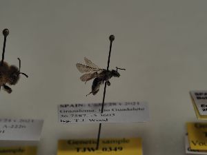  (Andrena nigroviridula - TJW_349)  @11 [ ] nrr (2021) Unspecified Thomas Wood