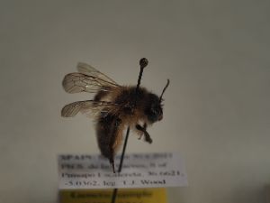  (Andrena villipes - TJW_366)  @11 [ ] nrr (2021) Unspecified Thomas Wood