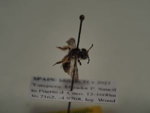  (Andrena fertoni - TJW_374)  @11 [ ] nrr (2021) Unspecified Thomas Wood
