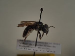  (Andrena variabilis - TJW_464)  @11 [ ] nrr (2021) Unspecified Thomas Wood