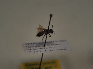  (Andrena hedikae - TJW_465)  @11 [ ] nrr (2021) Unspecified Thomas Wood