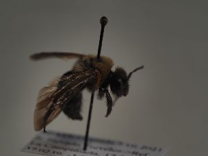  (Andrena assimilis - TJW_487)  @11 [ ] nrr (2021) Unspecified Thomas Wood