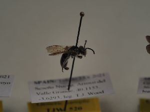  (Andrena oviventris - TJW_520)  @11 [ ] nrr (2021) Unspecified Thomas Wood