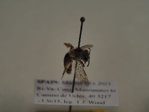  (Andrena urdula - TJW_525)  @11 [ ] nrr (2021) Unspecified Thomas Wood