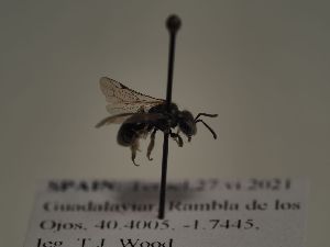  (Andrena cf. semilaevis - TJW_541)  @11 [ ] nrr (2021) Unspecified Thomas Wood