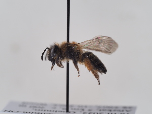  (Andrena berberica - TJW_583)  @11 [ ] nrr (2022) Unspecified Thomas Wood