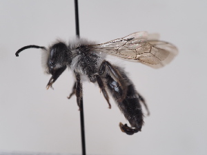  (Andrena leucocyanea - TJW_631)  @11 [ ] nrr (2022) Unspecified Thomas Wood