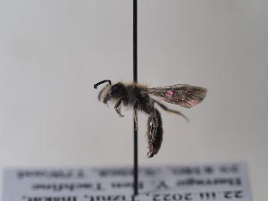  (Andrena acutidentis - TJW_698)  @11 [ ] nrr (2022) Unspecified Thomas Wood