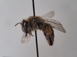  (Andrena hirticornis - TJW_701)  @11 [ ] nrr (2022) Unspecified Thomas Wood