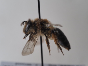 (Andrena hirticornis - TJW_702)  @11 [ ] nrr (2022) Unspecified Thomas Wood