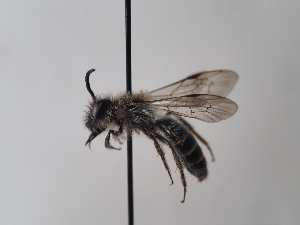  (Andrena breviscopa - TJW_724)  @11 [ ] nrr (2022) Unspecified Thomas Wood