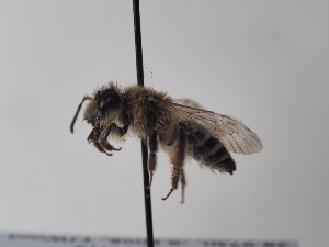  (Andrena breviscopa - TJW_728)  @11 [ ] nrr (2022) Unspecified Thomas Wood