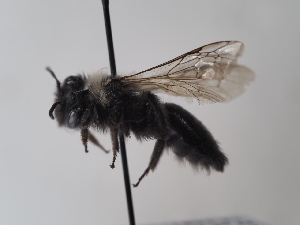  (Andrena bicolorata - TJW_744)  @11 [ ] nrr (2022) Unspecified Thomas Wood