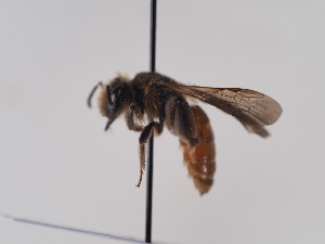 (Andrena rufiventris - TJW_762)  @11 [ ] nrr (2022) Unspecified Thomas Wood