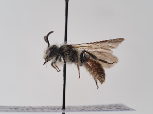  (Andrena rufiventris - TJW_763)  @11 [ ] nrr (2022) Unspecified Thomas Wood