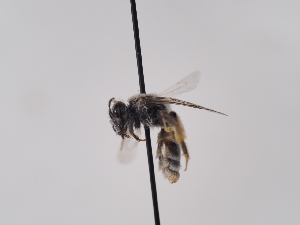  (Andrena sinuata - TJW_794)  @11 [ ] nrr (2022) Unspecified Thomas Wood