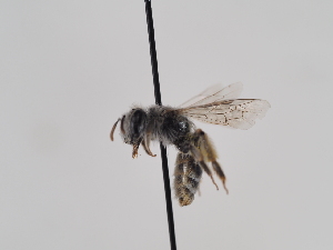  (Andrena sinuata - TJW_795)  @11 [ ] nrr (2022) Unspecified Thomas Wood