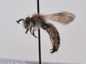  (Andrena rufescens - TJW_856)  @11 [ ] nrr (2022) Unspecified Thomas Wood