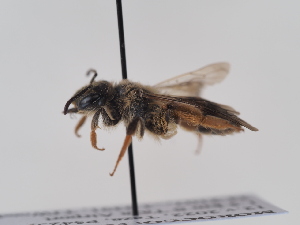  (Andrena rufescens - TJW_859)  @11 [ ] nrr (2022) Unspecified Thomas Wood