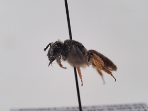  (Andrena tuberculifera - TJW_864)  @11 [ ] nrr (2022) Unspecified Thomas Wood