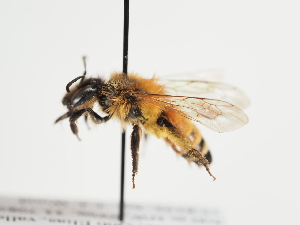  (Andrena rufomaculata - TJW_1238)  @11 [ ] nrr (2023) Unspecified Thomas Wood