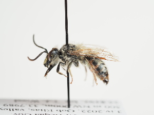  (Andrena rufomaculata - TJW_1239)  @11 [ ] nrr (2023) Unspecified Thomas Wood