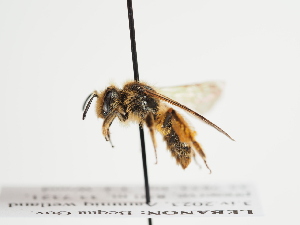  (Andrena exquisita - TJW_1240)  @11 [ ] nrr (2023) Unspecified Thomas Wood