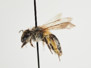  (Andrena urfanella - TJW_1264)  @11 [ ] nrr (2023) Unspecified Thomas Wood