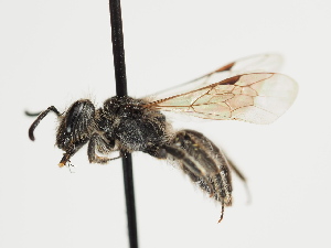  (Andrena luscinia - TJW_1317)  @11 [ ] nrr (2023) Unspecified Thomas Wood