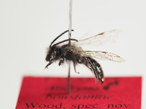  (Andrena boustaniae - TJW_1361)  @11 [ ] nrr (2023) Unspecified Thomas Wood