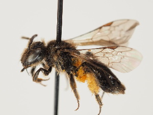  (Andrena alfkenelloides - TJW_1453)  @11 [ ] nrr (2023) Unspecified Thomas Wood