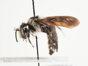  (Andrena dubiosa - TJW_1493)  @11 [ ] nrr (2023) Unspecified Thomas Wood