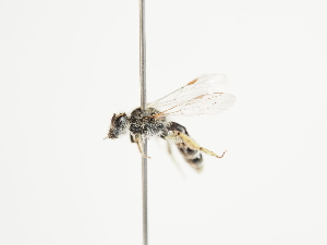  (Andrena decollata - TJW_1509)  @11 [ ] nrr (2023) Unspecified Thomas Wood