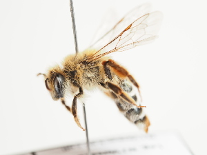  (Andrena planiventris - TJW_1511)  @11 [ ] nrr (2023) Unspecified Thomas Wood
