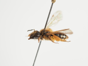  (Andrena vulpecula - TJW_1621)  @11 [ ] nrr (2023) Unspecified Thomas Wood