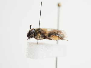  (Andrena rufitibialis - TJW_1622)  @11 [ ] nrr (2023) Unspecified Thomas Wood