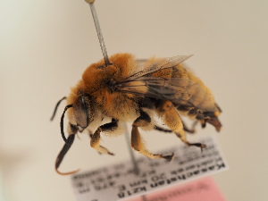  (Anthophora segnis - TJW_1923)  @11 [ ] nrr (2025) Unspecified Thomas Wood