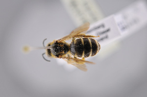  ( - BC-ZSM-HYM-27676-F01)  @12 [ ] CreativeCommons - Attribution Non-Commercial Share-Alike (2016) SNSB, Staatliche Naturwissenschaftliche Sammlungen Bayerns ZSM (SNSB, Zoologische Staatssammlung Muenchen)