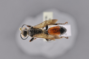  ( - BC-ZSM-HYM-27676-F06)  @11 [ ] CreativeCommons - Attribution Non-Commercial Share-Alike (2016) SNSB, Staatliche Naturwissenschaftliche Sammlungen Bayerns ZSM (SNSB, Zoologische Staatssammlung Muenchen)