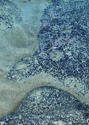  (Metallogorgia - WP23_CO56)  @11 [ ] Copyright (c) (2023) Unspecified Korea Institute of Ocean Science & Technology