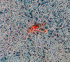  ( - WP23_CR168)  @11 [ ] Copyright (c) (2023) Unspecified Korea Institute of Ocean Science & Technology