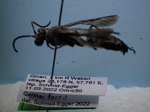  ( - ZSM-HYM-42469-A05)  @11 [ ] by-nc-sa (2022) SNSB, Staatliche Naturwissenschaftliche Sammlungen Bayerns ZSM (SNSB, Zoologische Staatssammlung Muenchen)