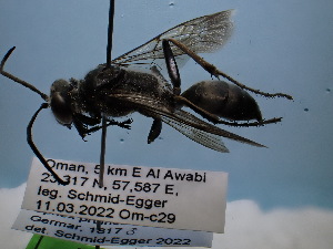  ( - ZSM-HYM-42469-A06)  @11 [ ] by-nc-sa (2022) SNSB, Staatliche Naturwissenschaftliche Sammlungen Bayerns ZSM (SNSB, Zoologische Staatssammlung Muenchen)