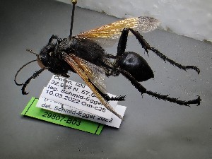  ( - ZSM-HYM-42469-B03)  @11 [ ] by-nc-sa (2022) SNSB, Staatliche Naturwissenschaftliche Sammlungen Bayerns ZSM (SNSB, Zoologische Staatssammlung Muenchen)