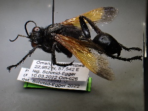  ( - ZSM-HYM-42469-B04)  @11 [ ] by-nc-sa (2022) SNSB, Staatliche Naturwissenschaftliche Sammlungen Bayerns ZSM (SNSB, Zoologische Staatssammlung Muenchen)